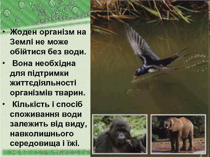  • Жоден організм на Землі не може обійтися без води. • Вона необхідна