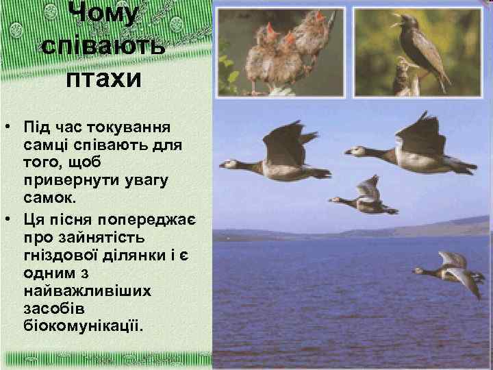 Чому співають птахи • Під час токування самці співають для того, щоб привернути увагу