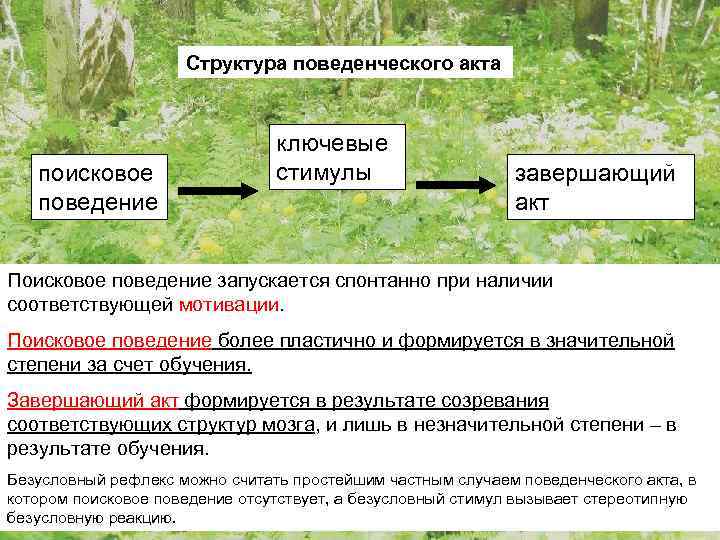 Структура поведенческого акта поисковое поведение ключевые стимулы завершающий акт Поисковое поведение запускается спонтанно при