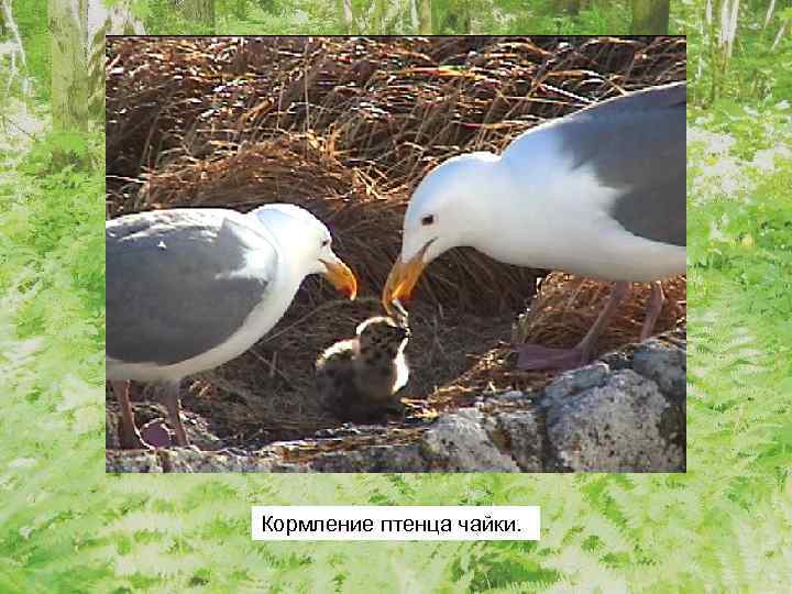 Кормление птенца чайки. 