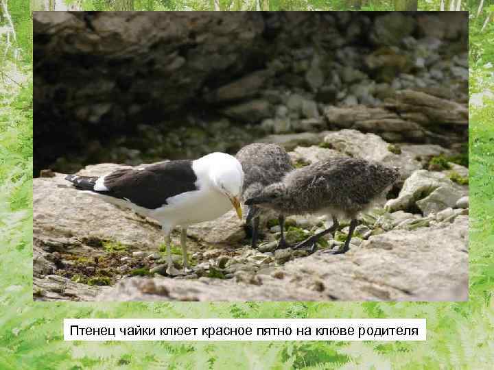 Птенец чайки клюет красное пятно на клюве родителя 