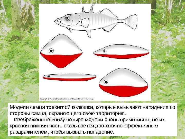 Модели самца трехиглой колюшки, которые вызывают нападения со стороны самца, охраняющего свою территорию. Изображенные