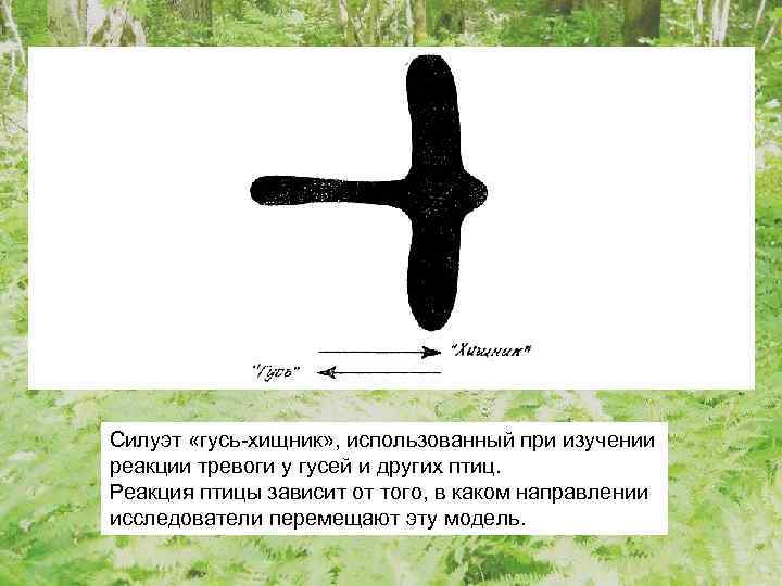 Силуэт «гусь-хищник» , использованный при изучении реакции тревоги у гусей и других птиц. Реакция