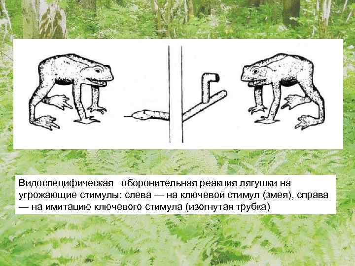 Видоспецифическая оборонительная реакция лягушки на угрожающие стимулы: слева — на ключевой стимул (змея), справа