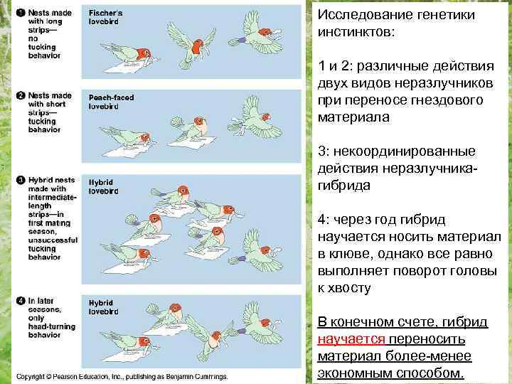 Исследование генетики инстинктов: 1 и 2: различные действия двух видов неразлучников при переносе гнездового