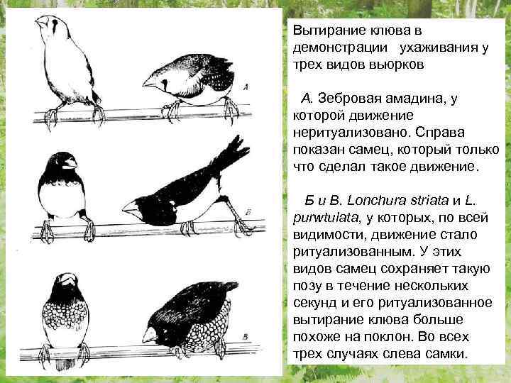 Вытирание клюва в демонстрации ухаживания у трех видов вьюрков А. Зебровая амадина, у которой