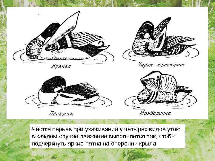 Чистка перьев при ухаживании у четырех видов уток: в каждом случае движение выполняется так,