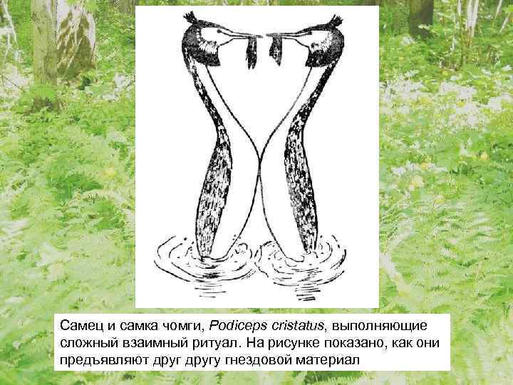 Самец и самка чомги, Podiceps cristatus, выполняющие сложный взаимный ритуал. На рисунке показано, как