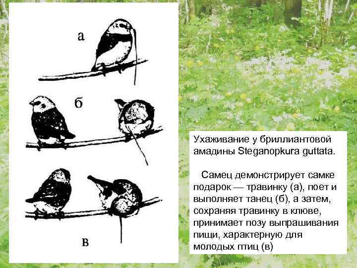 Ухаживание у бриллиантовой амадины Steganopkura guttata. Самец демонстрирует самке подарок — травинку (а), поет