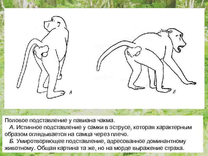 Половое подставление у павиана чакма. А. Истинное подставление у самки в эструсе, которая характерным