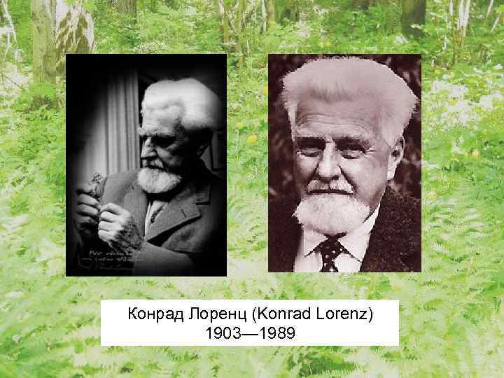 Конрад Лоренц (Konrad Lorenz) 1903— 1989 