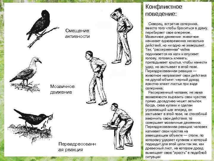 Конфликтное поведение: Смещение активности Мозаичное движение Переадресованн ая реакция Скворец, встретив соперника, вместо того