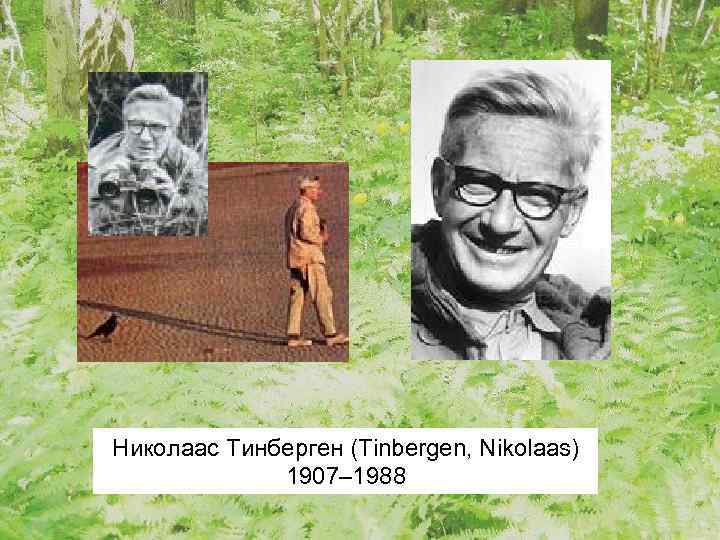 Николаас Тинберген (Tinbergen, Nikolaas) 1907– 1988 