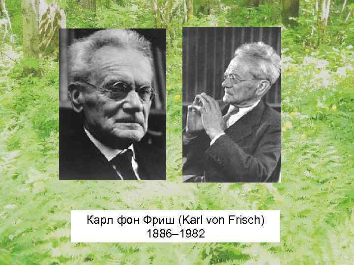 Карл фон Фриш (Karl von Frisch) 1886– 1982 