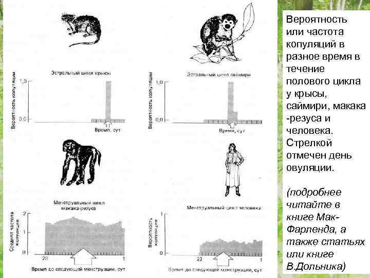 Вероятность или частота копуляций в разное время в течение полового цикла у крысы, саймири,