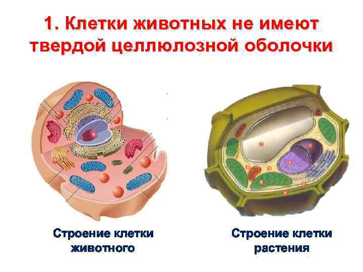 Большинство клеток