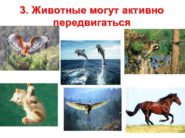 3. Животные могут активно передвигаться 