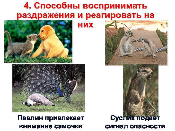 4. Способны воспринимать раздражения и реагировать на них Павлин привлекает внимание самочки Суслик подает