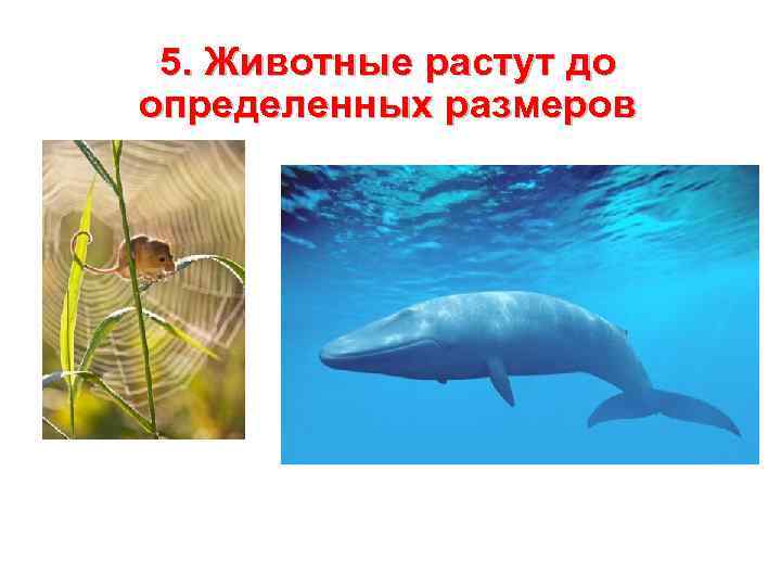 5. Животные растут до определенных размеров 