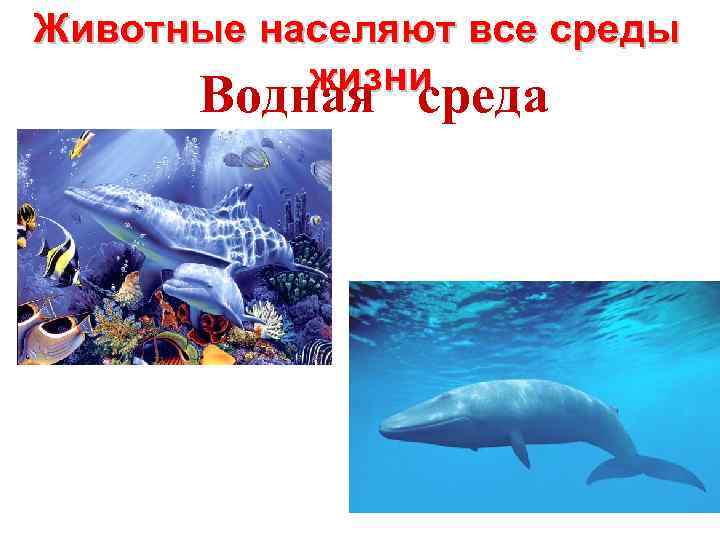 Животные населяют все среды жизни Водная среда 