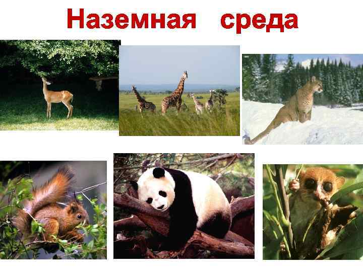 Наземная среда 