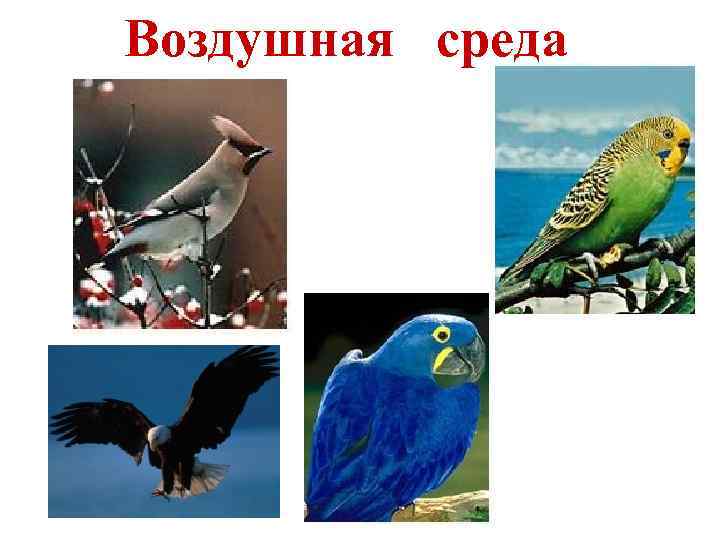 Воздушная среда 