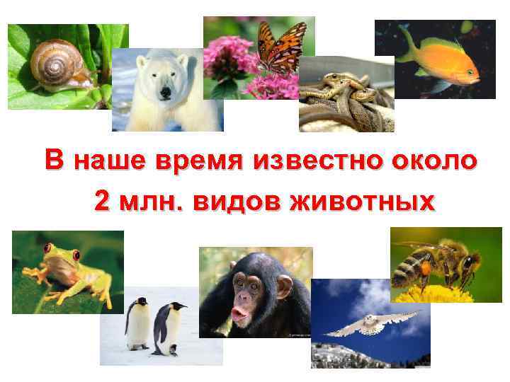 В наше время известно около 2 млн. видов животных 