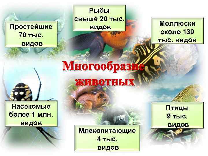 Простейшие 70 тыс. видов Рыбы свыше 20 тыс. видов Моллюски около 130 тыс. видов