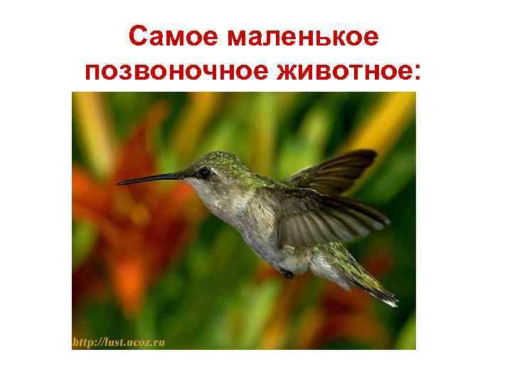 Самое маленькое позвоночное животное: 