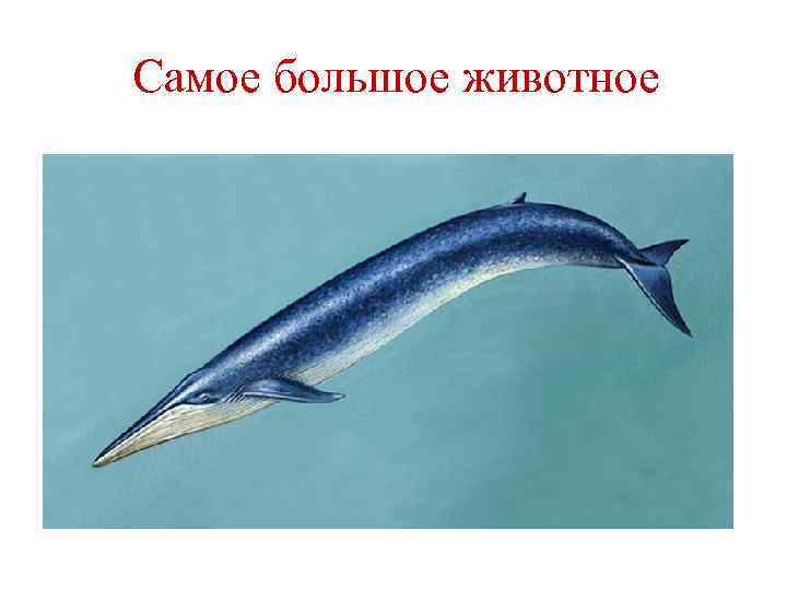 Самое большое животное 