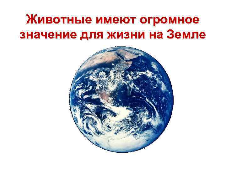 Животные имеют огромное значение для жизни на Земле 