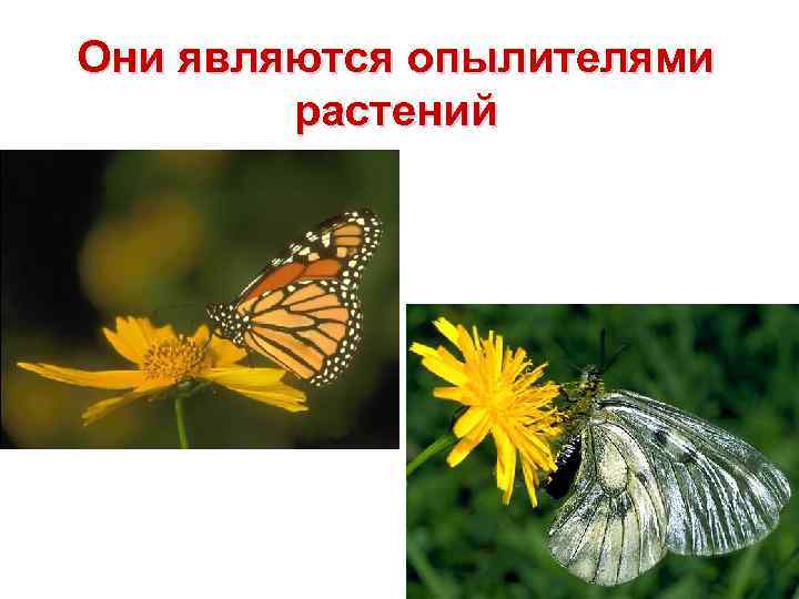 Они являются опылителями растений 