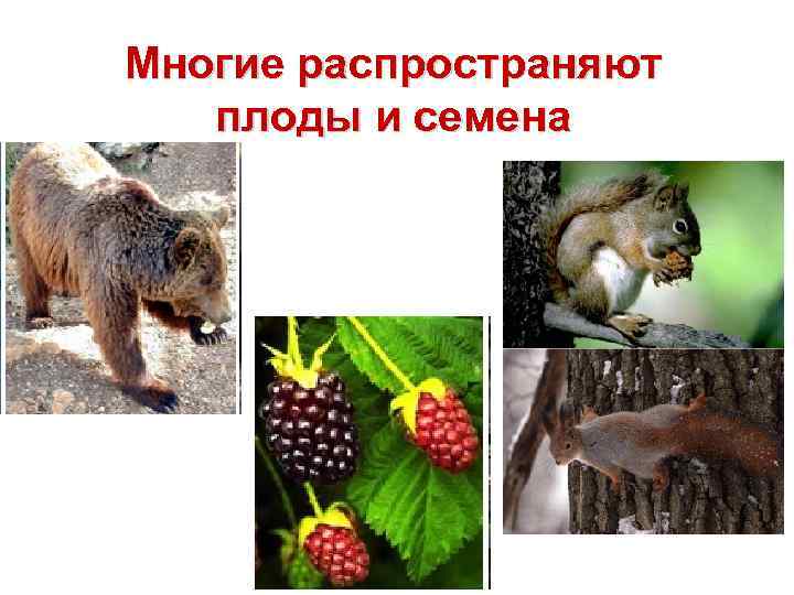 Многие распространяют плоды и семена 