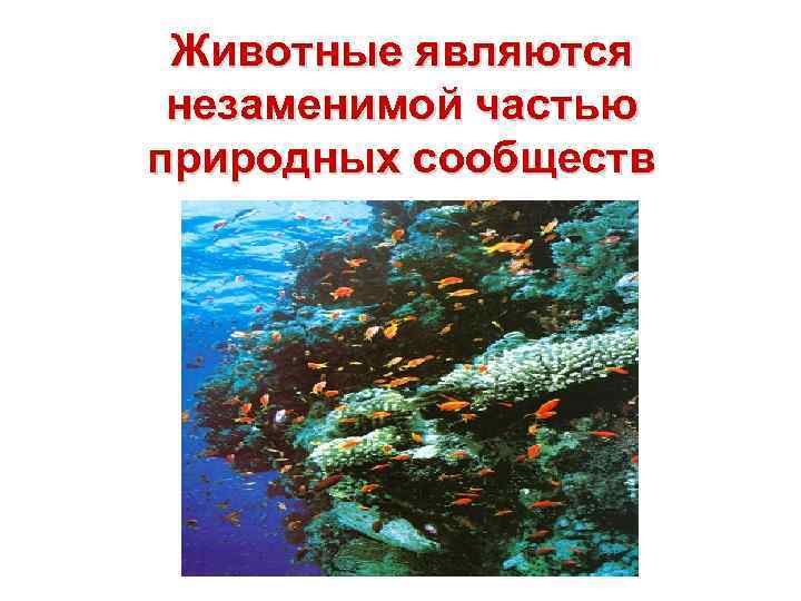 Животные являются незаменимой частью природных сообществ 