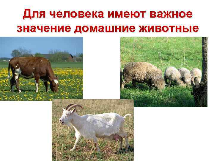 Для человека имеют важное значение домашние животные 