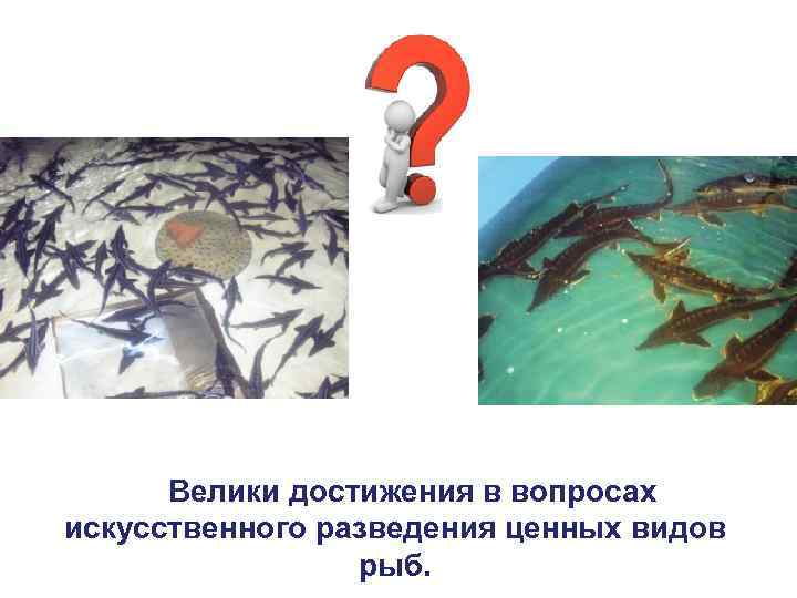 Велики достижения в вопросах искусственного разведения ценных видов рыб. 