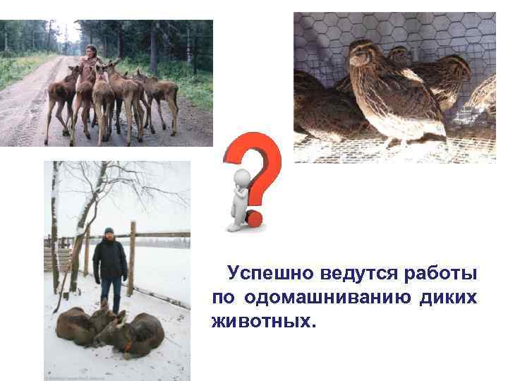 Успешно ведутся работы по одомашниванию диких животных. 