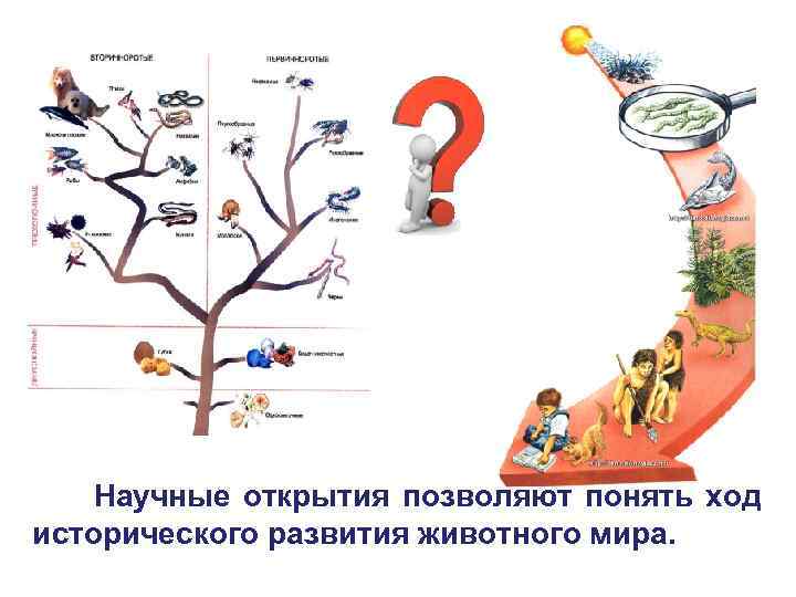 Научные открытия позволяют понять ход исторического развития животного мира. 