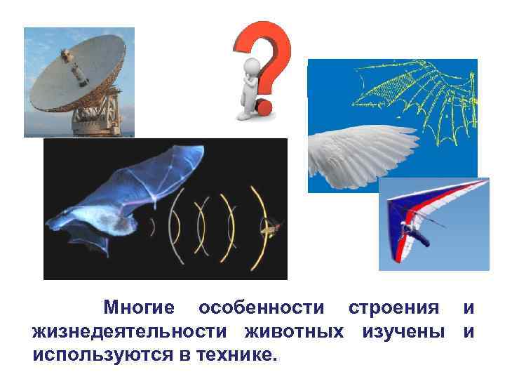 Многие особенности строения и жизнедеятельности животных изучены и используются в технике. 