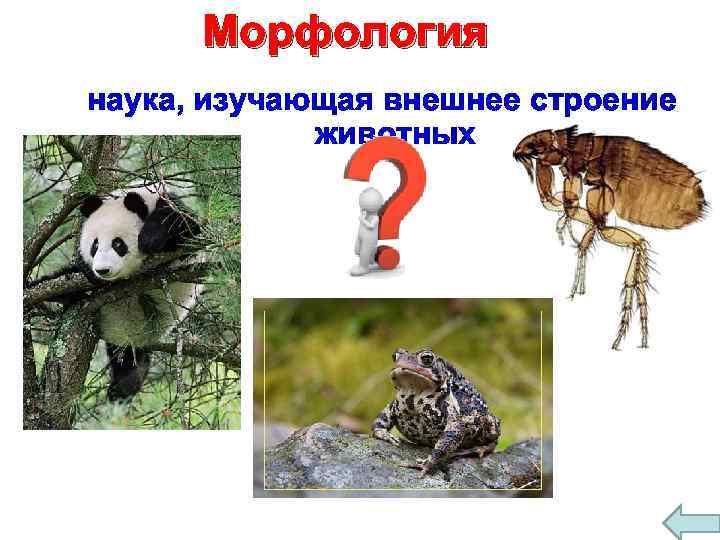 Морфология наука, изучающая внешнее строение животных 