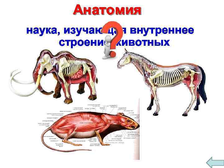 Лекции анатомии животных. Внутреннее строение животных. Строение животных для детей. Зоология строение животных. Строение животных картинки для детей.