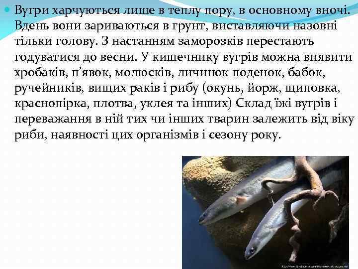  Вугри харчуються лише в теплу пору, в основному вночі. Вдень вони зариваються в