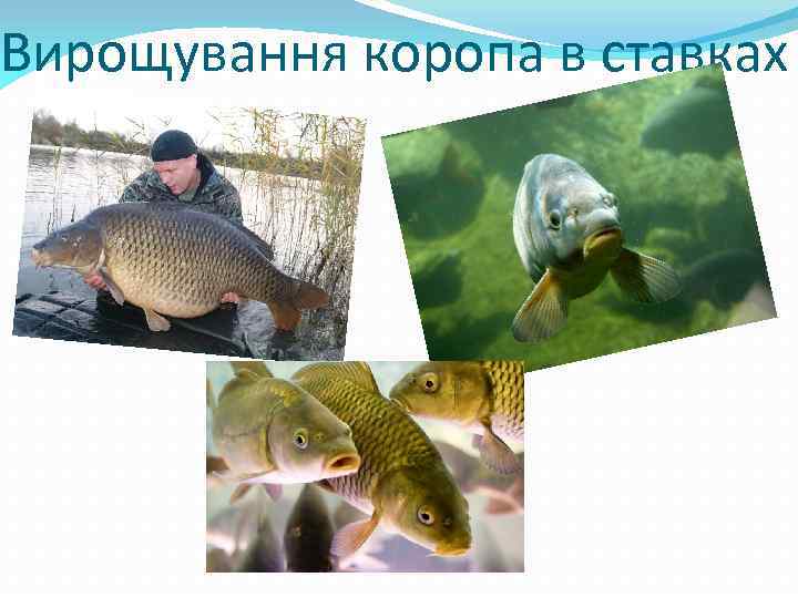 Вирощування коропа в ставках 