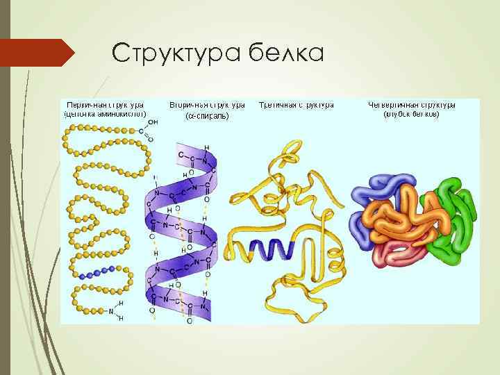 Структура белка 