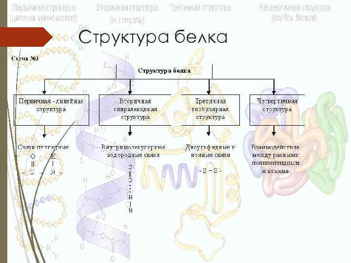 Структура белка 