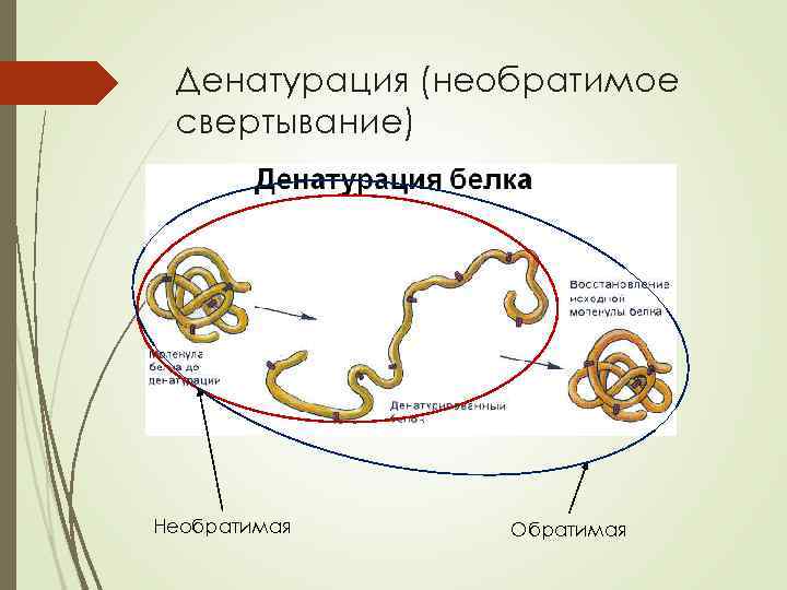 Денатурация (необратимое свертывание) Необратимая Обратимая 
