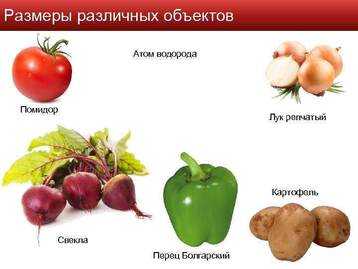 Размеры различных объектов Атом водорода Помидор Лук репчатый Картофель Свекла Перец Болгарский 