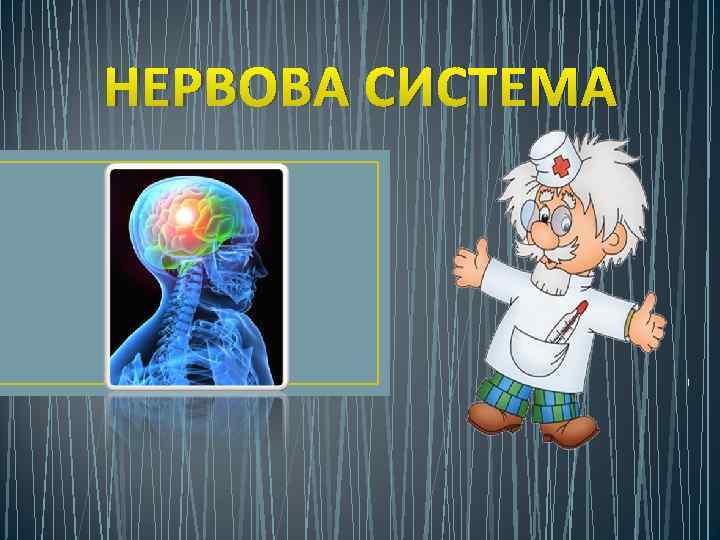 НЕРВОВА СИСТЕМА 