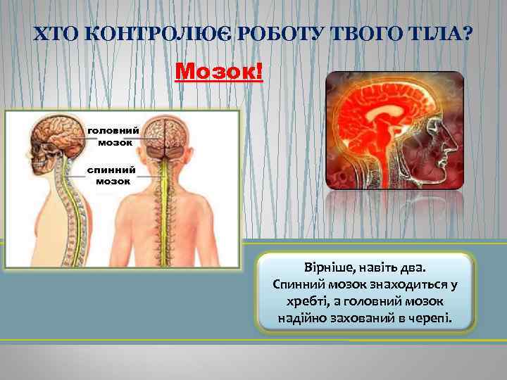 ХТО КОНТРОЛЮЄ РОБОТУ ТВОГО ТІЛА? Мозок! головний мозок спинний мозок Вірніше, навіть два. Спинний