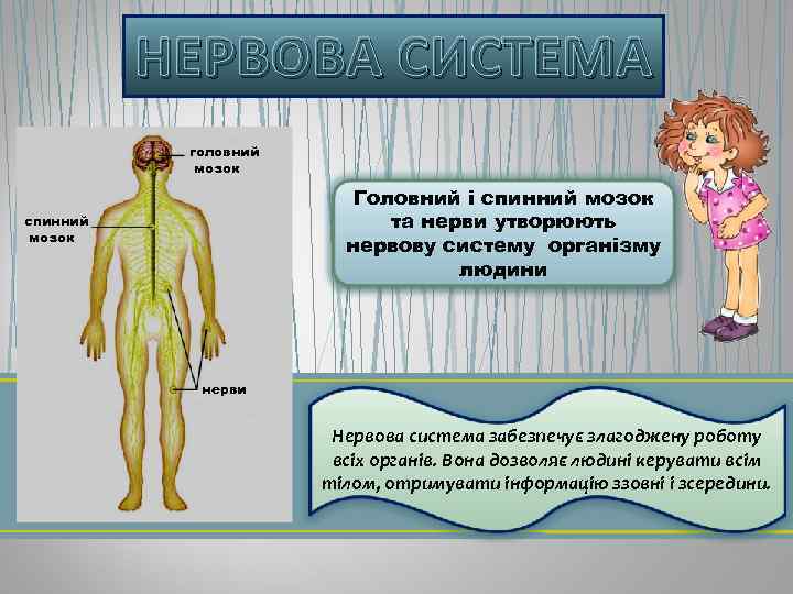 НЕРВОВА СИСТЕМА головний мозок Головний і спинний мозок та нерви утворюють нервову систему організму